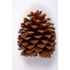 JEFFREY PINE CONES  NATURAL  5"-7"  BULK